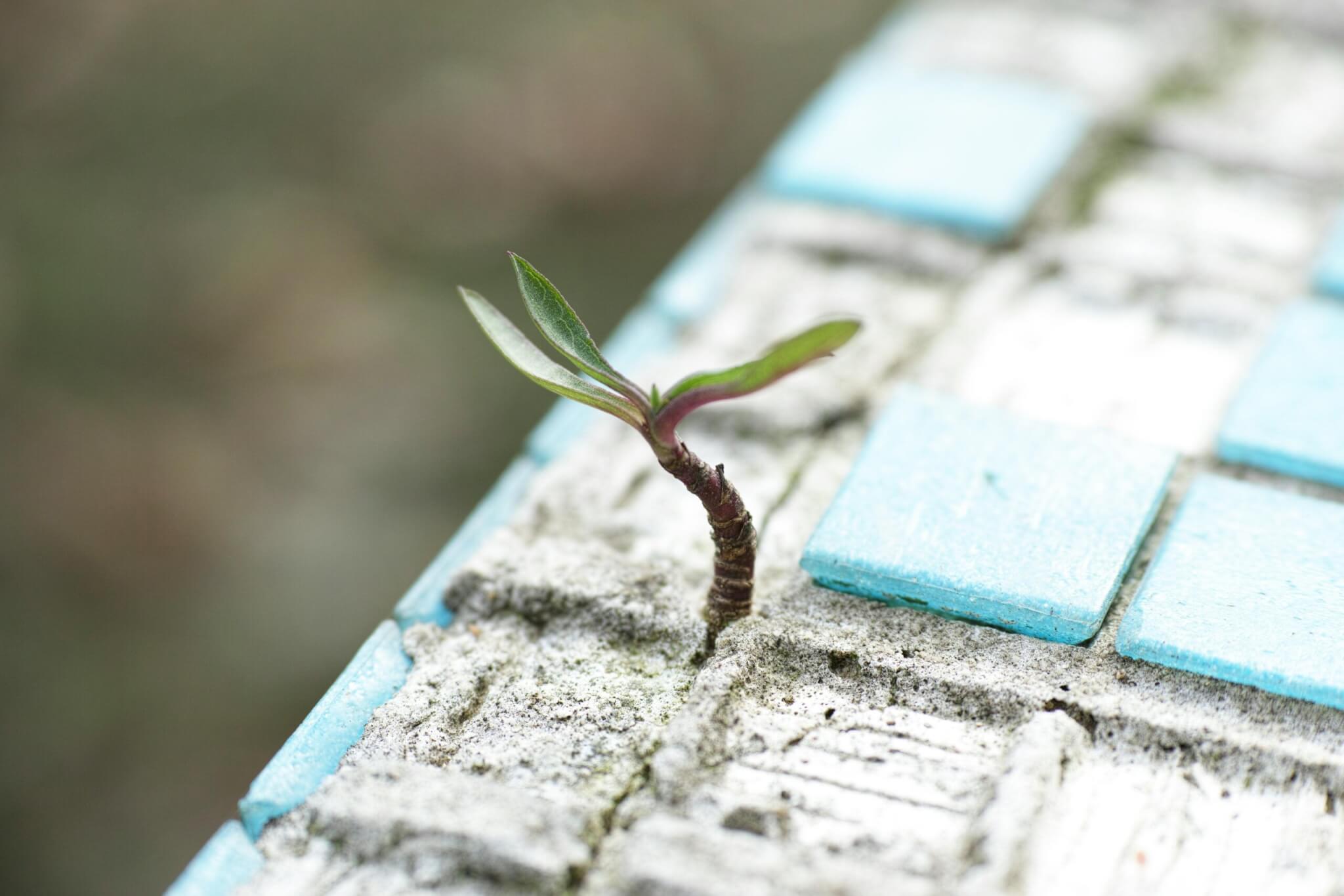 Image for Cultivating Emotional Resilience &#038; Bouncing Back To Wholeness