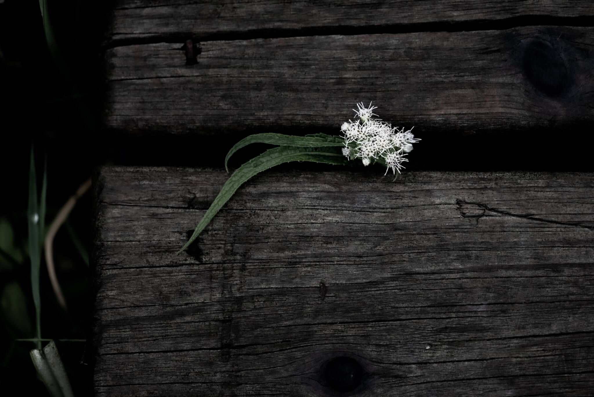 flower growing and blooming through wooden planks
