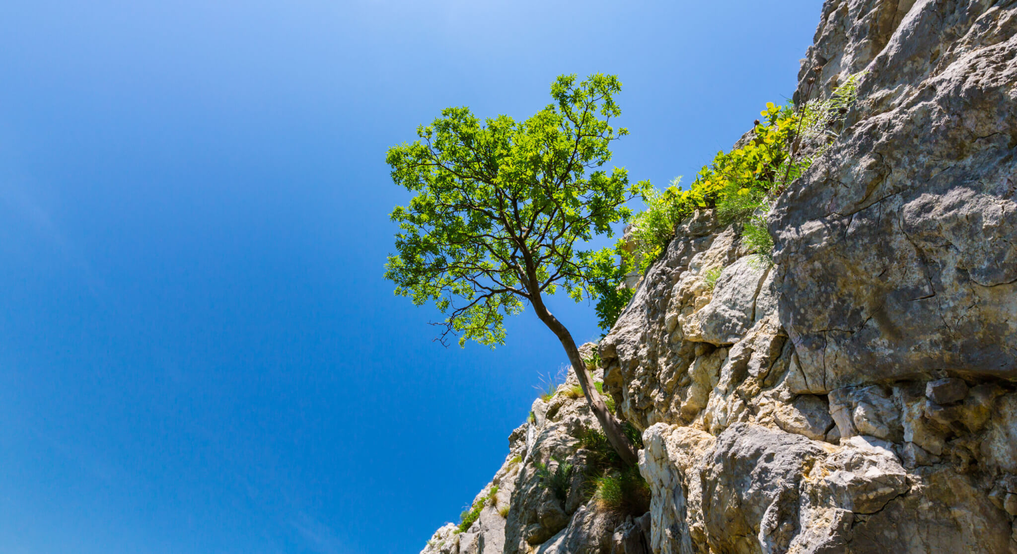 Image for Resilience & Adaptability During Transitions